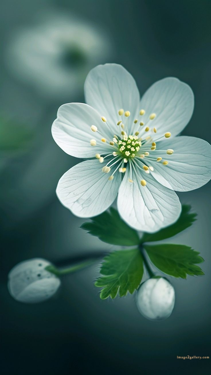 700+ Cute Flower Wallpaper Free Download | Beautiful Flowers Wallpapers for Mobile | 549 flower wallpaper iphone -(14)