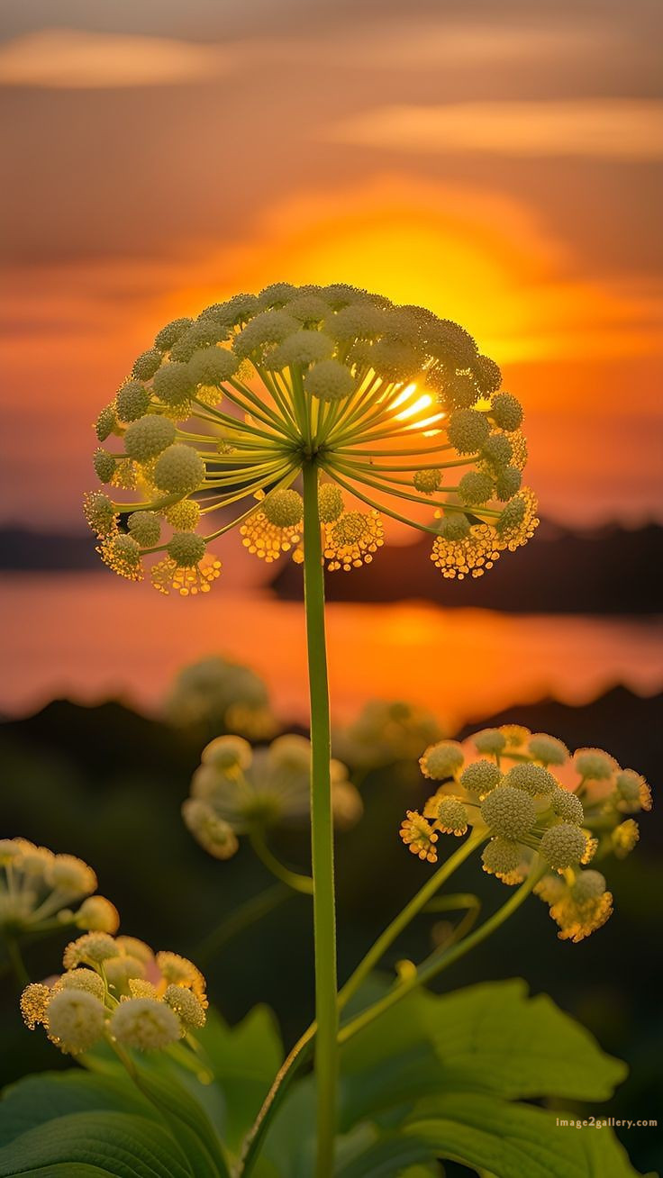 700+ Cute Flower Wallpaper Free Download | Beautiful Flowers Wallpapers for Mobile | 263 flower wallpaper iphone -(16)