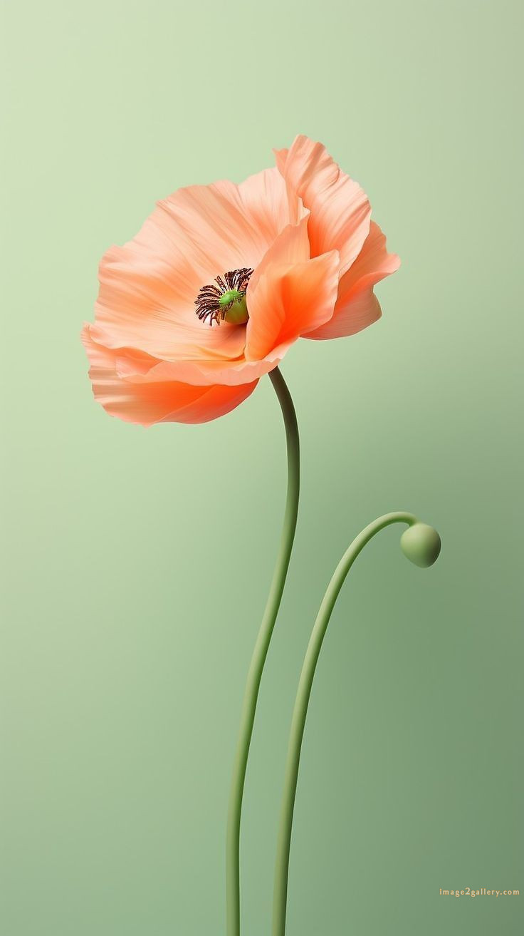 700+ Cute Flower Wallpaper Free Download | Beautiful Flowers Wallpapers for Mobile | 548 flower wallpaper iphone -(18)