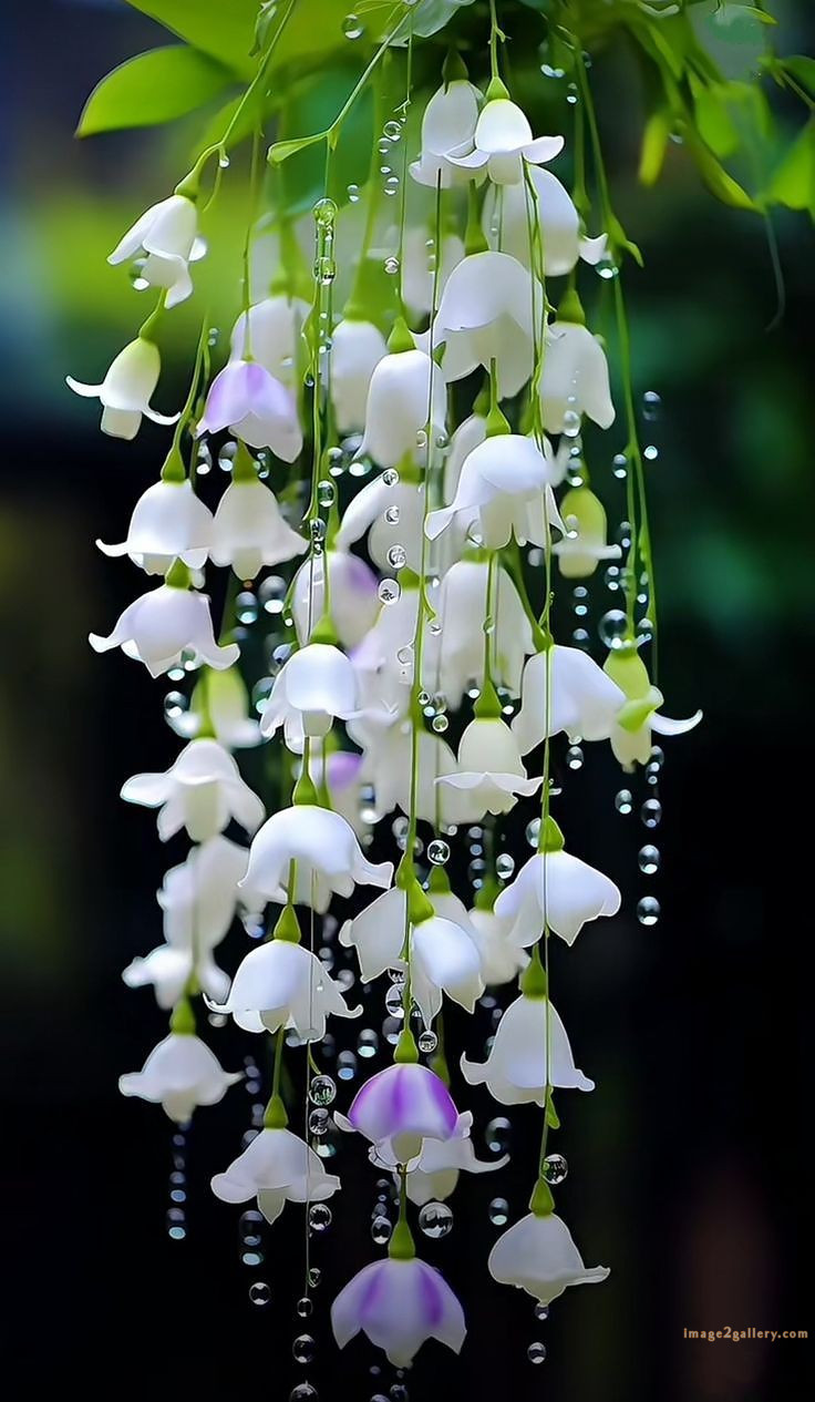 700+ Cute Flower Wallpaper Free Download | Beautiful Flowers Wallpapers for Mobile | 481 flower wallpaper iphone -(2)