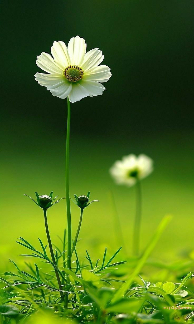 700+ Cute Flower Wallpaper Free Download | Beautiful Flowers Wallpapers for Mobile | 261 flower wallpaper iphone -(20)