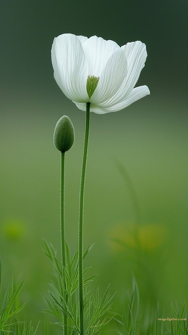 700+ Cute Flower Wallpaper Free Download | Beautiful Flowers Wallpapers for Mobile | 547 flower wallpaper iphone -(21)