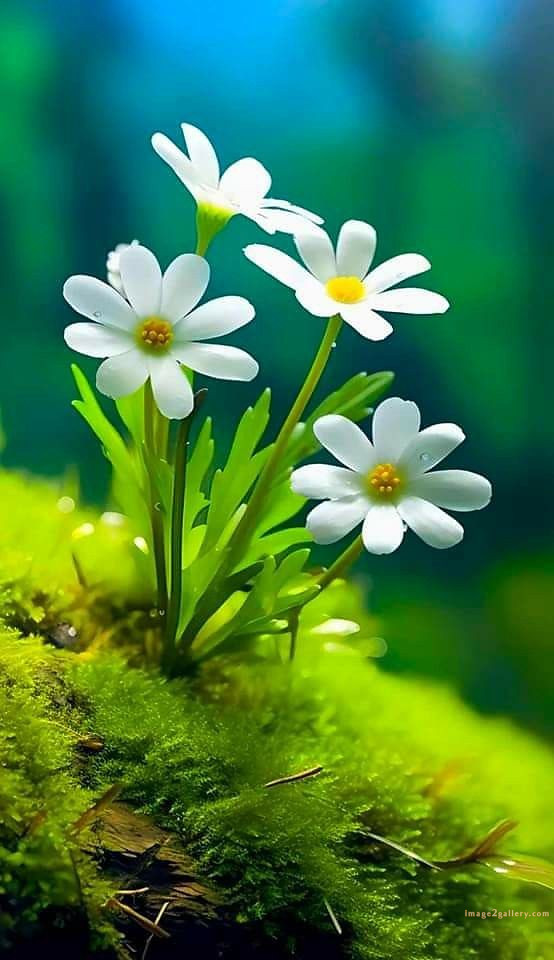 700+ Cute Flower Wallpaper Free Download | Beautiful Flowers Wallpapers for Mobile | 272 flower wallpaper iphone -(3)
