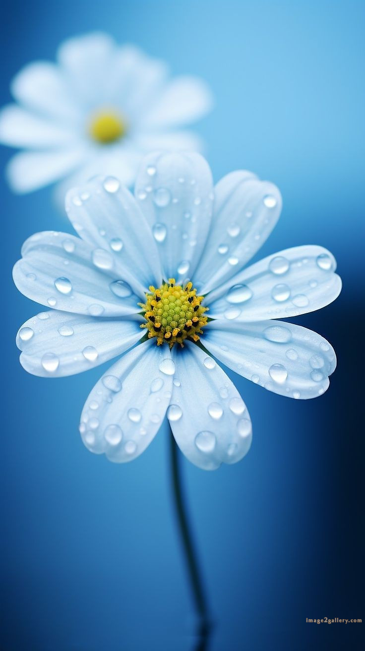 700+ Cute Flower Wallpaper Free Download | Beautiful Flowers Wallpapers for Mobile | 273 flower wallpaper iphone -(4)