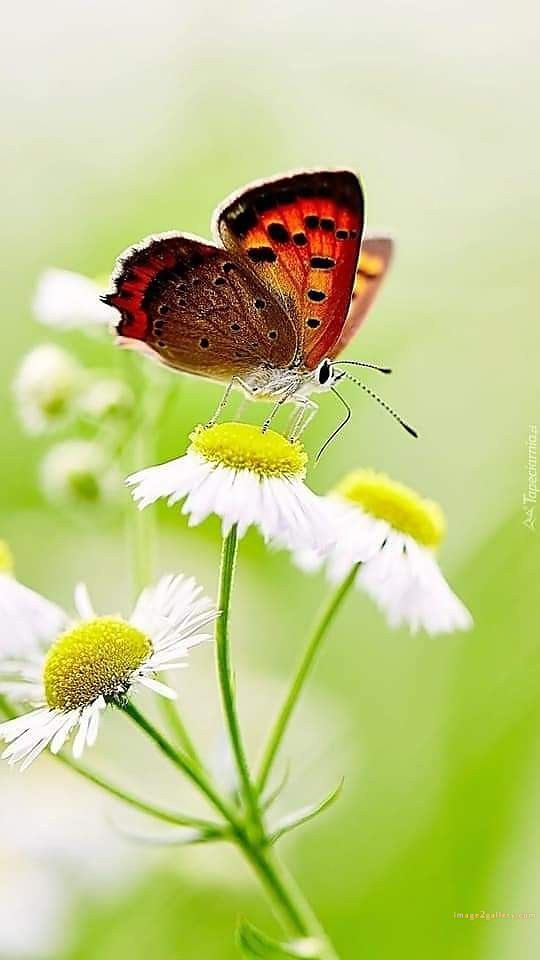 700+ Cute Flower Wallpaper Free Download | Beautiful Flowers Wallpapers for Mobile | 476 flower wallpaper iphone -(7)