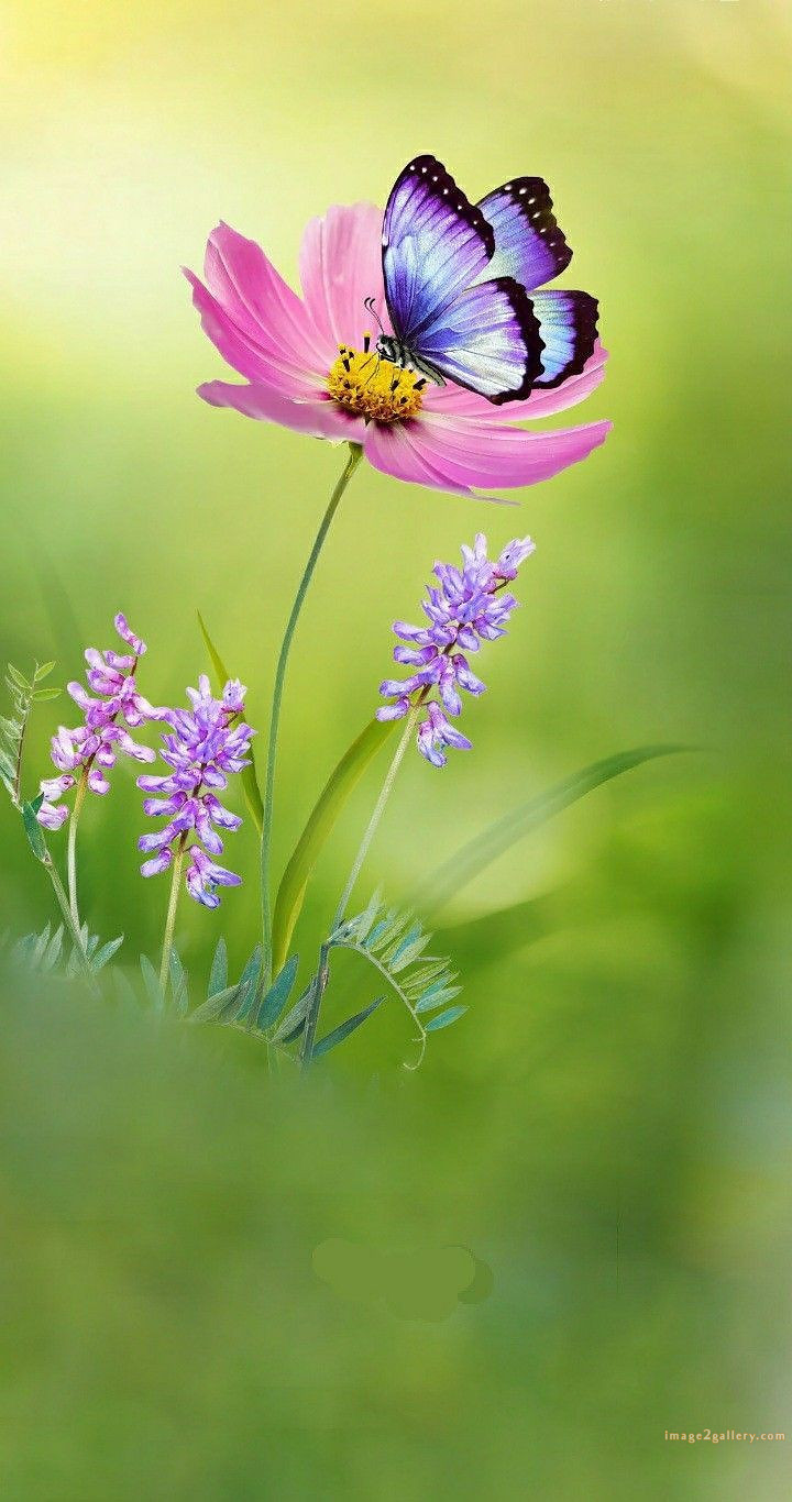 700+ Cute Flower Wallpaper Free Download | Beautiful Flowers Wallpapers for Mobile | 475 flower wallpaper iphone -(9)