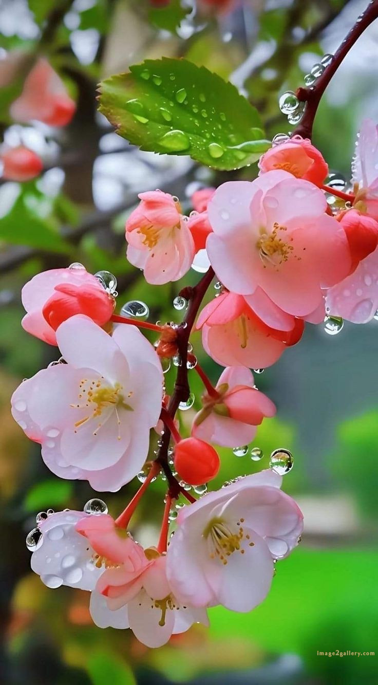 700+ Cute Flower Wallpaper Free Download | Beautiful Flowers Wallpapers for Mobile | 611 flower wallpaper iphone aesthetic -(10)