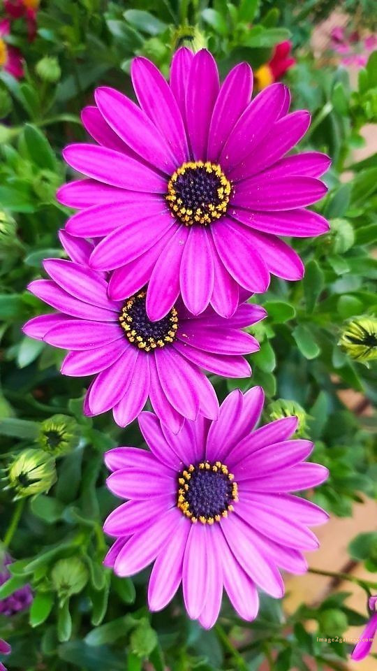 700+ Cute Flower Wallpaper Free Download | Beautiful Flowers Wallpapers for Mobile | 621 flower wallpaper iphone aesthetic -(18)