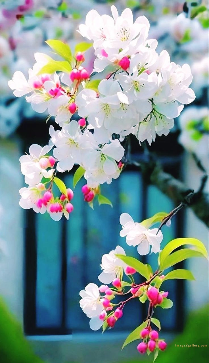 700+ Cute Flower Wallpaper Free Download | Beautiful Flowers Wallpapers for Mobile | 626 flower wallpaper iphone aesthetic -(23)