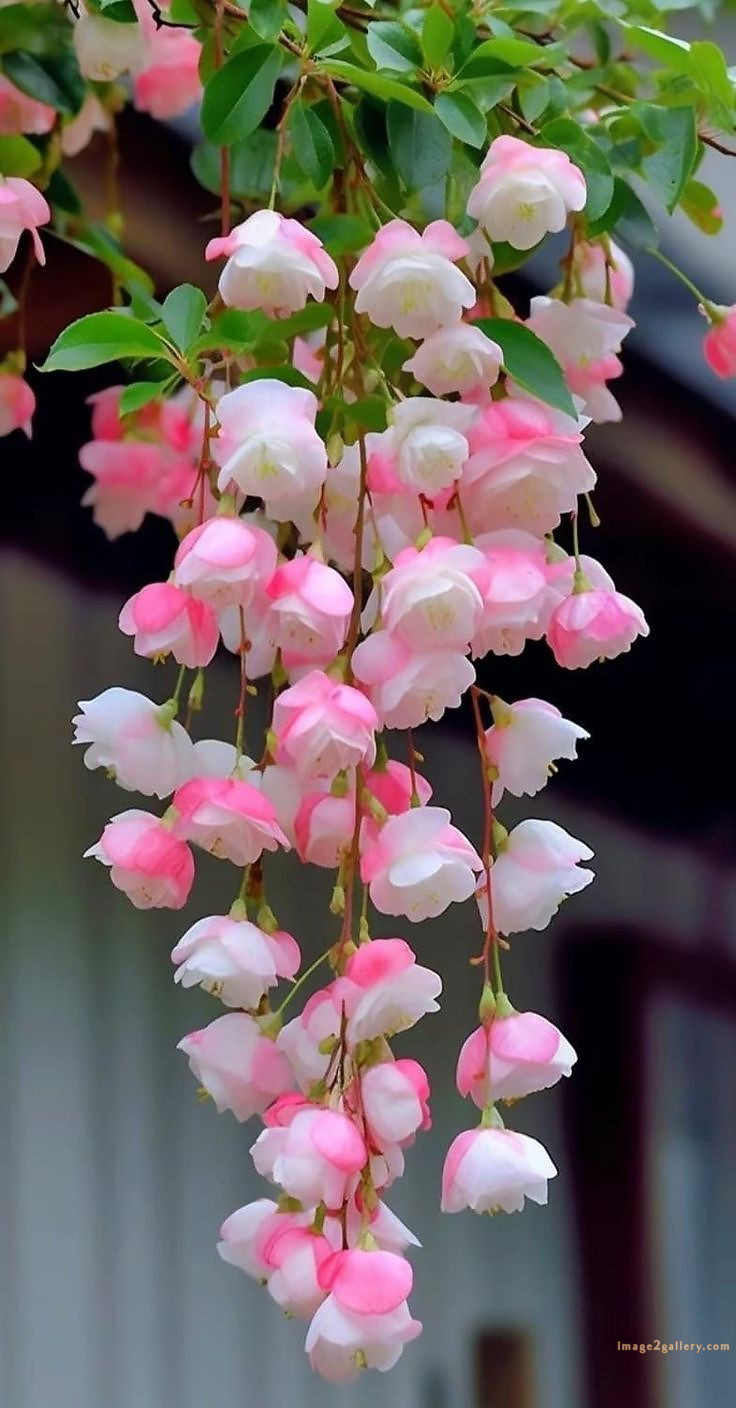 700+ Cute Flower Wallpaper Free Download | Beautiful Flowers Wallpapers for Mobile | 607 flower wallpaper iphone aesthetic -(8)