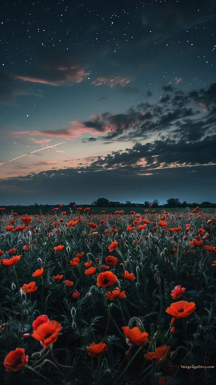 700+ Cute Flower Wallpaper Free Download | Beautiful Flowers Wallpapers for Mobile | 597 flower wallpaper mobile -