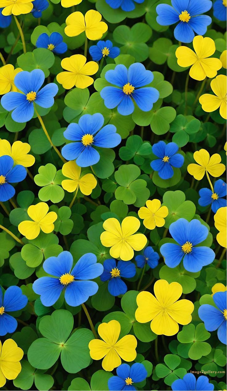 700+ Cute Flower Wallpaper Free Download | Beautiful Flowers Wallpapers for Mobile | 605 flower wallpaper mobile -(10)