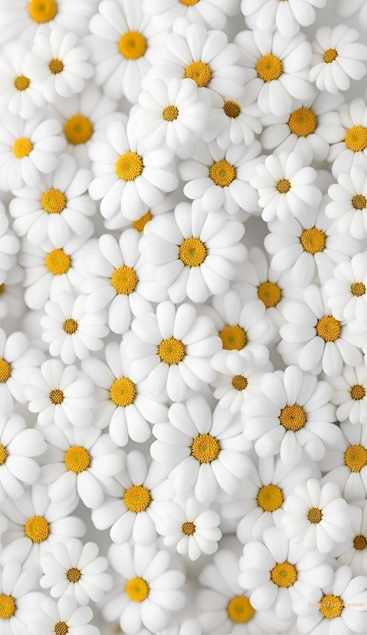700+ Cute Flower Wallpaper Free Download | Beautiful Flowers Wallpapers for Mobile | 184 flower wallpaper mobile -(14)