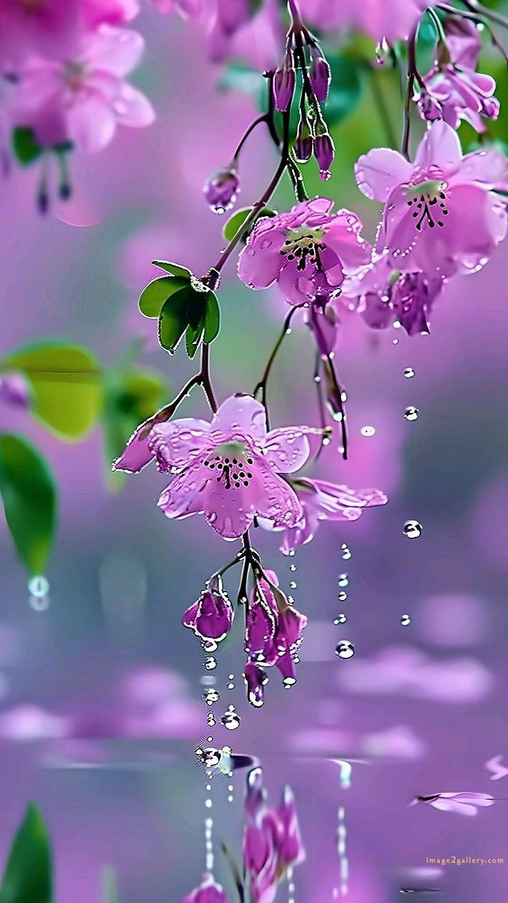 700+ Cute Flower Wallpaper Free Download | Beautiful Flowers Wallpapers for Mobile | 186 flower wallpaper mobile -(18)