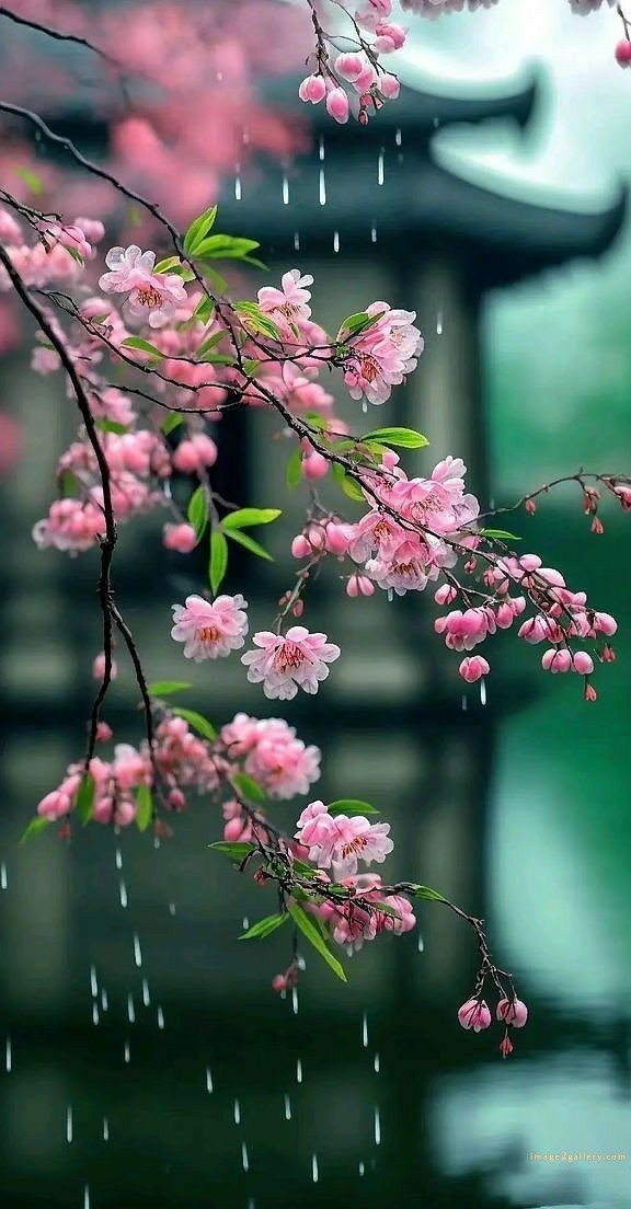 700+ Cute Flower Wallpaper Free Download | Beautiful Flowers Wallpapers for Mobile | 228 flower wallpaper mobile -(25)