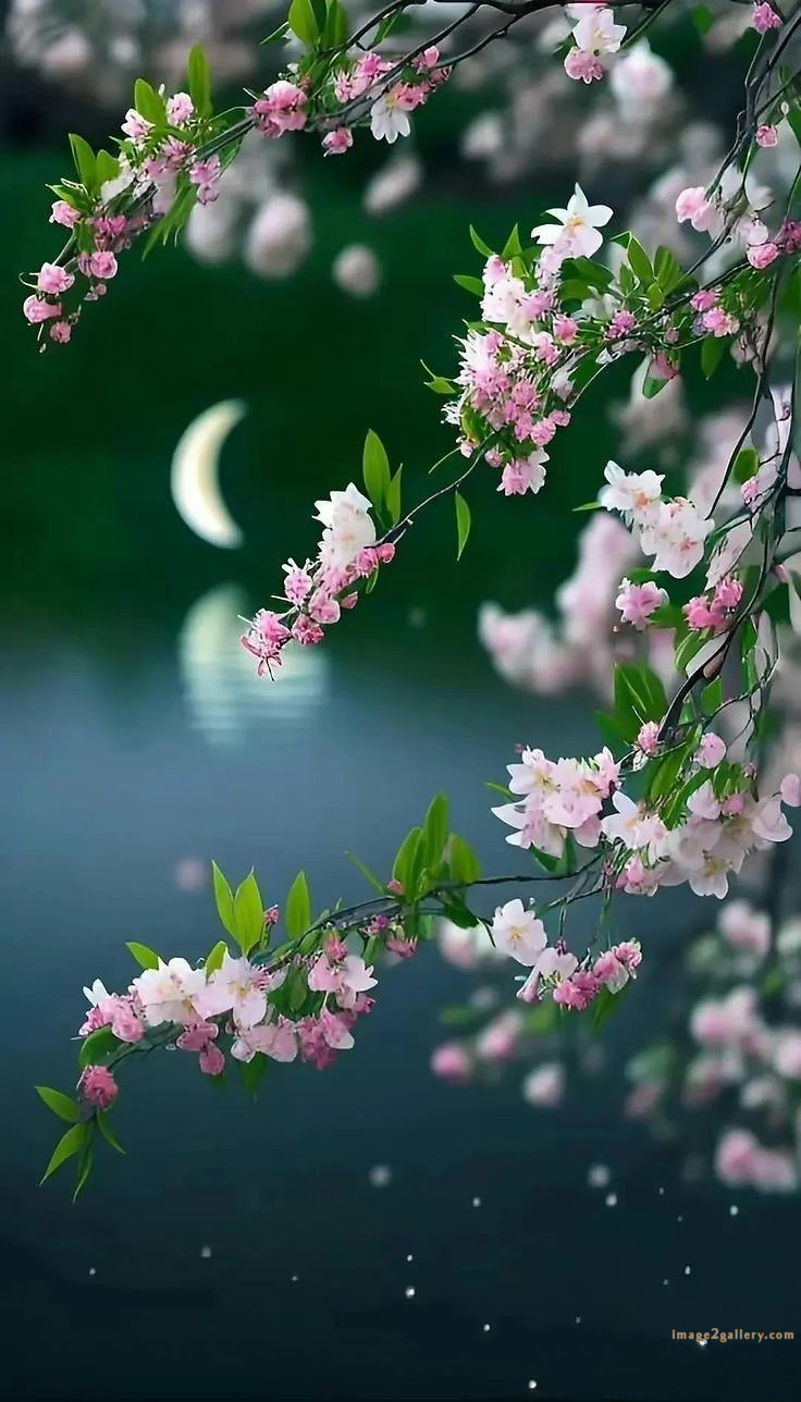 700+ Cute Flower Wallpaper Free Download | Beautiful Flowers Wallpapers for Mobile | 191 flower wallpaper mobile -(26)