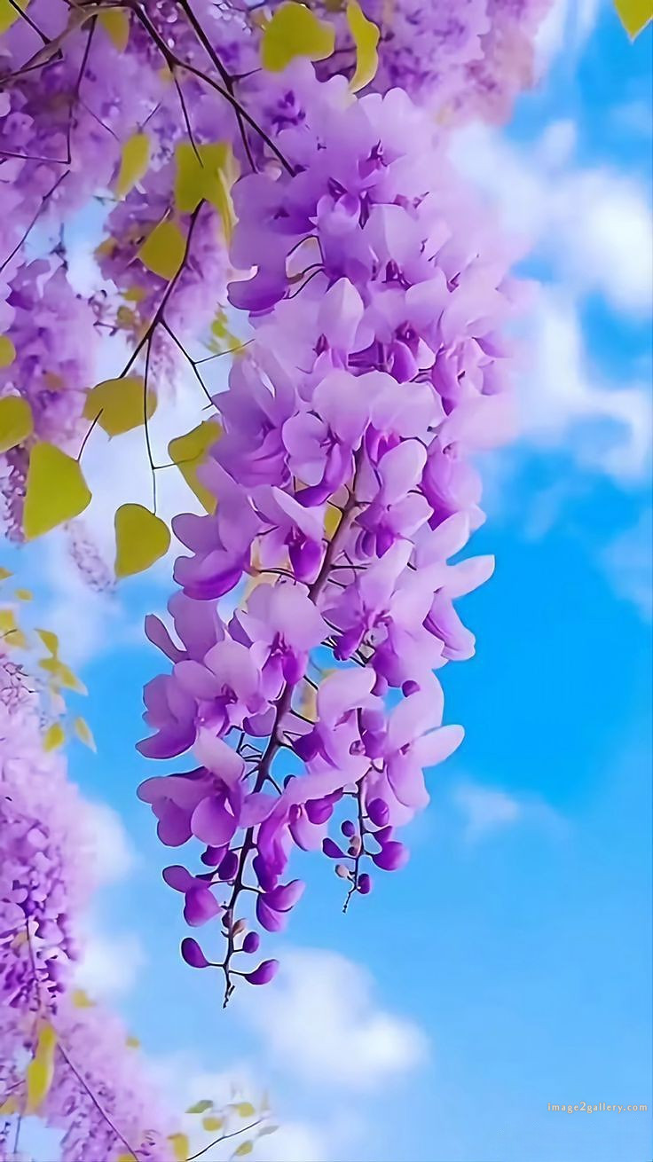 700+ Cute Flower Wallpaper Free Download | Beautiful Flowers Wallpapers for Mobile | 230 flower wallpaper mobile -(29)