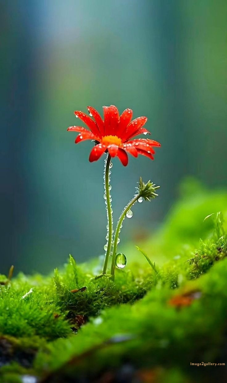 700+ Cute Flower Wallpaper Free Download | Beautiful Flowers Wallpapers for Mobile | 598 flower wallpaper mobile -(3)