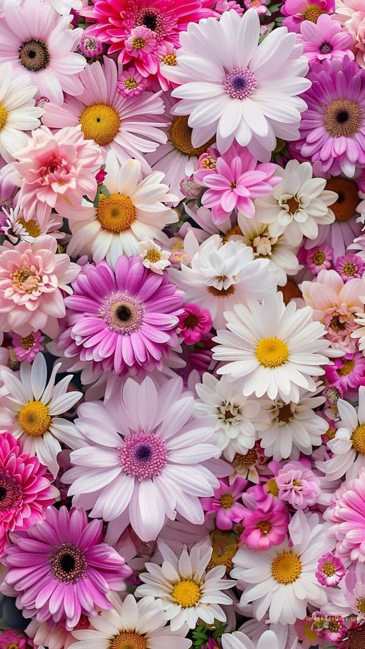 700+ Cute Flower Wallpaper Free Download | Beautiful Flowers Wallpapers for Mobile | 232 flower wallpaper mobile -(32)