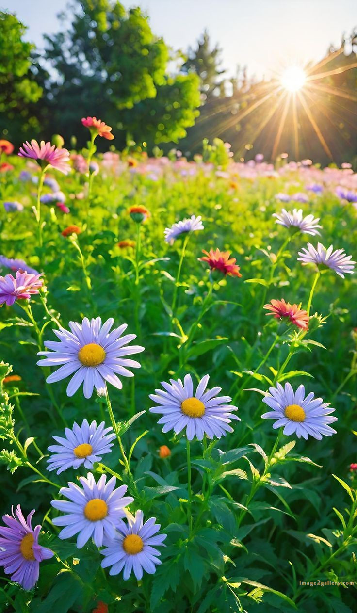 700+ Cute Flower Wallpaper Free Download | Beautiful Flowers Wallpapers for Mobile | 231 flower wallpaper mobile -(33)