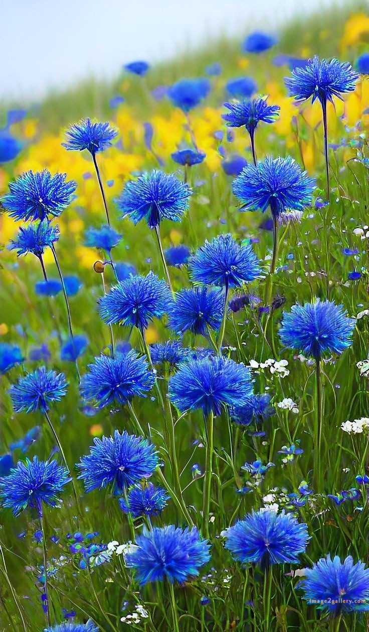 700+ Cute Flower Wallpaper Free Download | Beautiful Flowers Wallpapers for Mobile | 599 flower wallpaper mobile -(4)