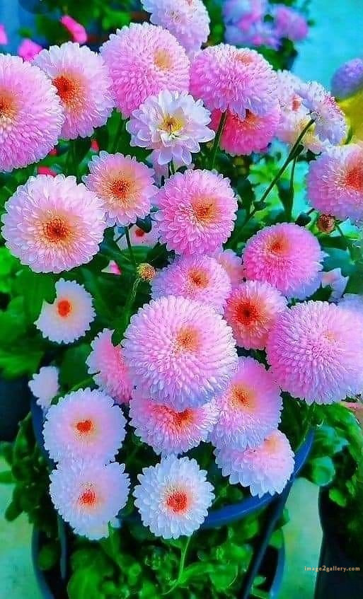 700+ Cute Flower Wallpaper Free Download | Beautiful Flowers Wallpapers for Mobile | 603 flower wallpaper mobile -(6)