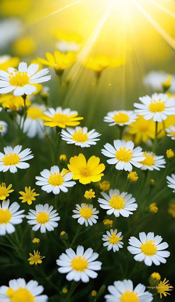 700+ Cute Flower Wallpaper Free Download | Beautiful Flowers Wallpapers for Mobile | 604 flower wallpaper mobile -(9)