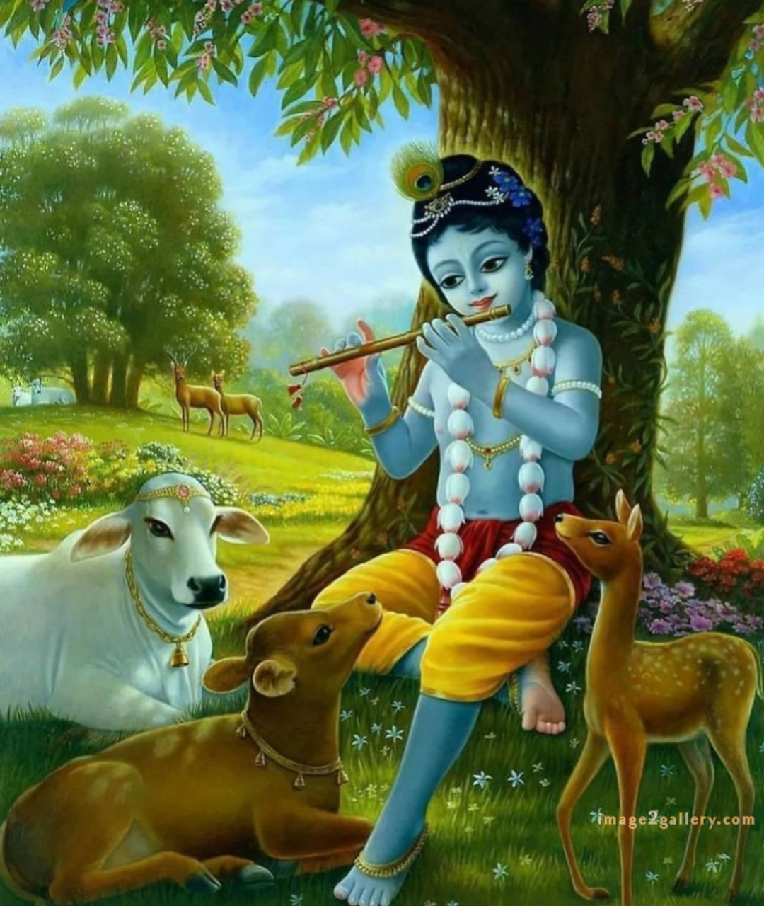 1200+ Krishna Images hd - Krishna Radha Photo : 83 god krishna images for dp(11)