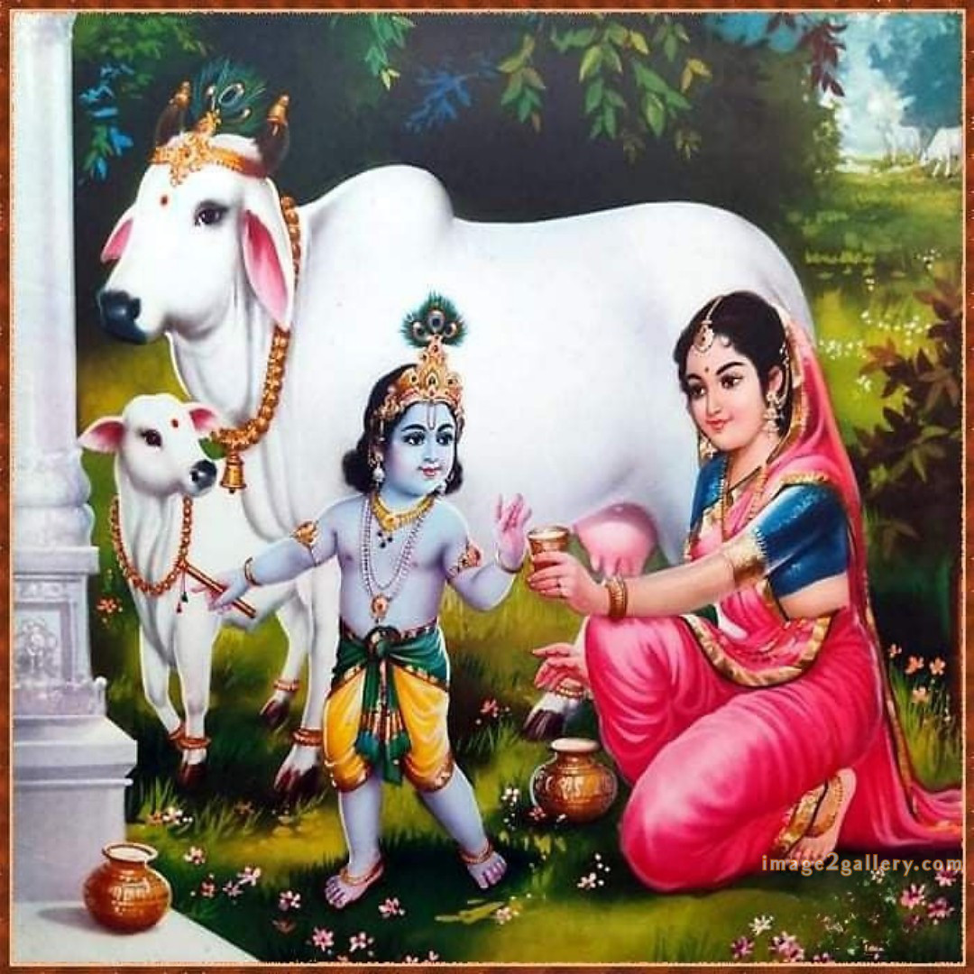 1200+ Krishna Images hd - Krishna Radha Photo : 361 god krishna pictures download (2)