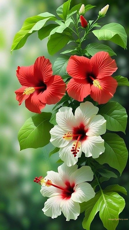 700+ Cute Flower Wallpaper Free Download | Beautiful Flowers Wallpapers for Mobile | 442 hibiscus flower wallpaper -
