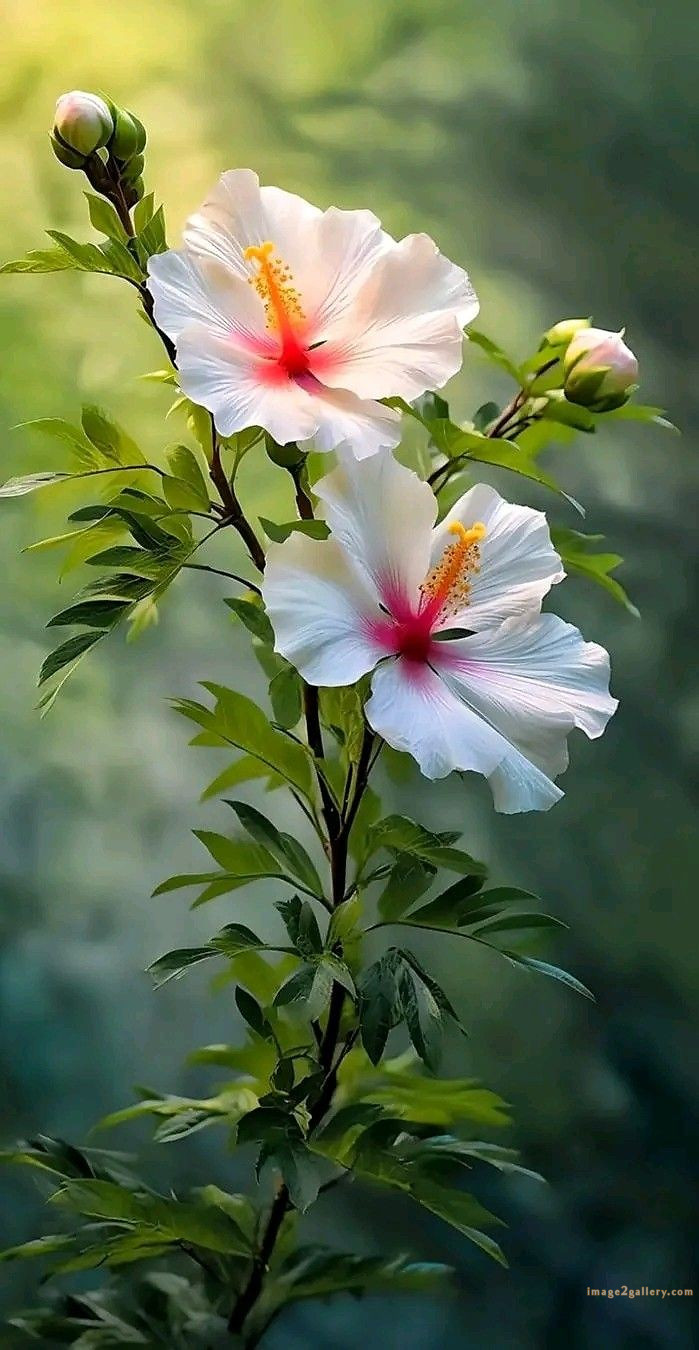 700+ Cute Flower Wallpaper Free Download | Beautiful Flowers Wallpapers for Mobile | 300 hibiscus flower wallpaper -(3)