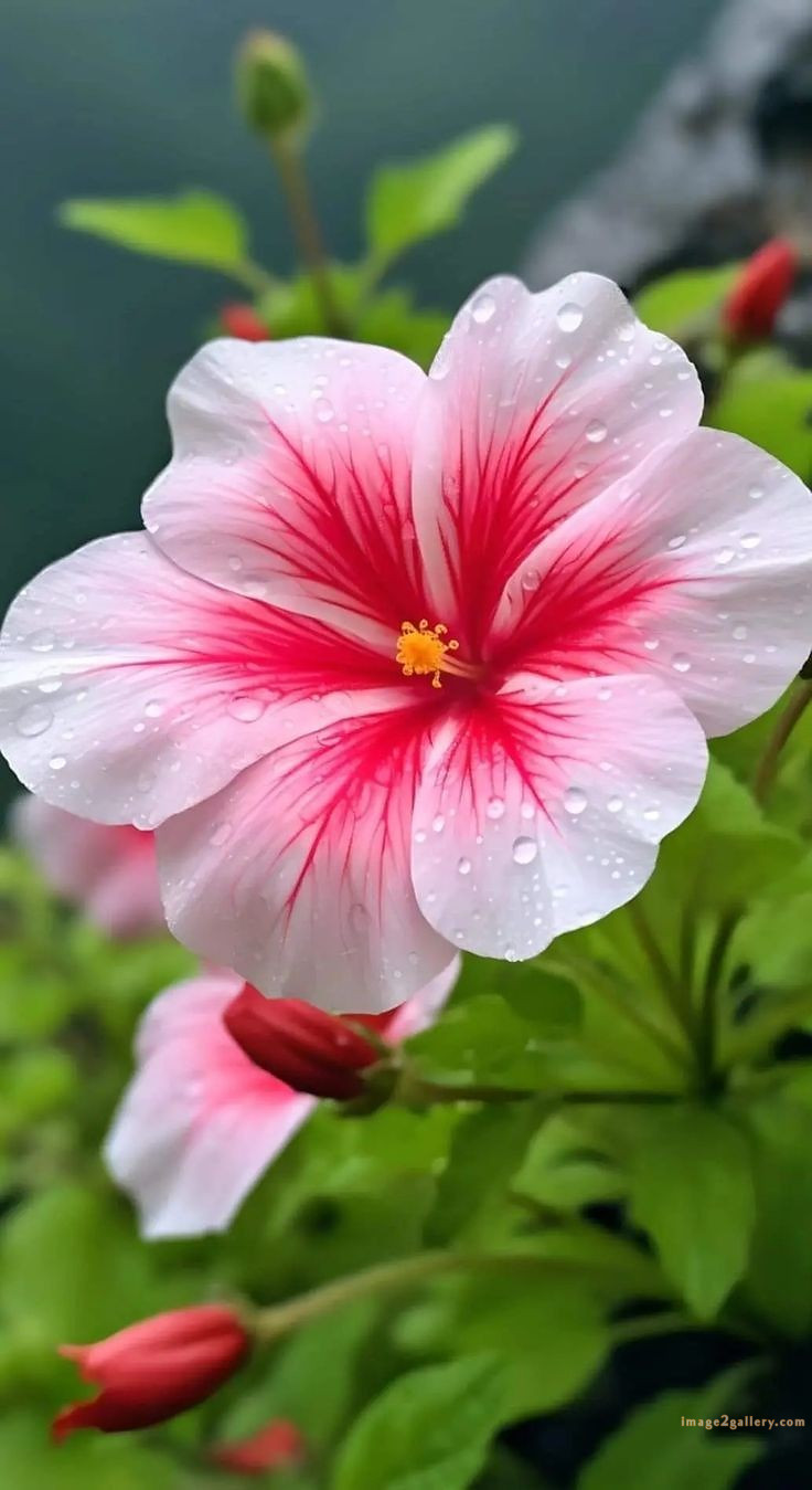 700+ Cute Flower Wallpaper Free Download | Beautiful Flowers Wallpapers for Mobile | 257 hibiscus flower wallpaper -(4)