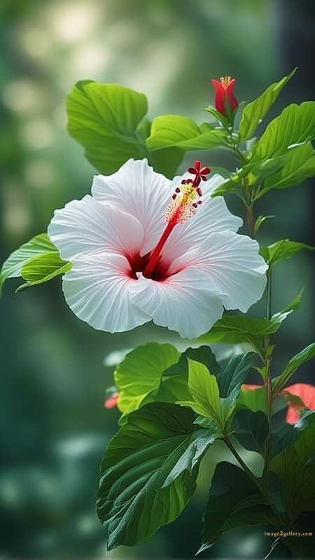 700+ Cute Flower Wallpaper Free Download | Beautiful Flowers Wallpapers for Mobile | 255 hibiscus flower wallpaper -(5)
