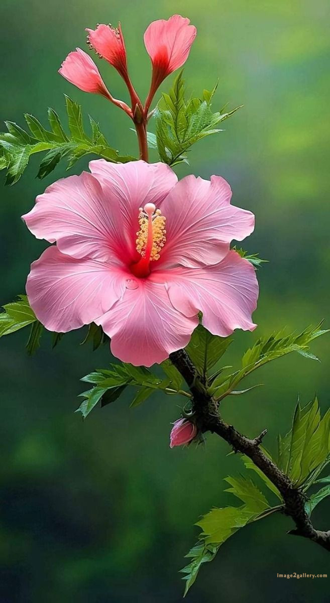 700+ Cute Flower Wallpaper Free Download | Beautiful Flowers Wallpapers for Mobile | 301 hibiscus flower wallpaper -(9)
