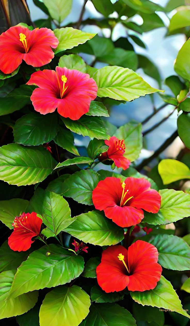 700+ Cute Flower Wallpaper Free Download | Beautiful Flowers Wallpapers for Mobile | 256 hibiscus flower wallpaper aesthetic -