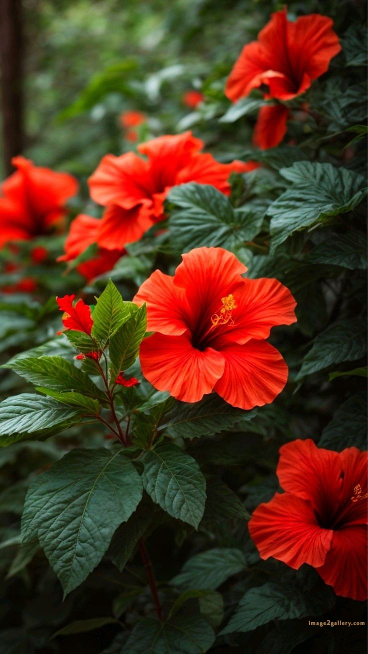 700+ Cute Flower Wallpaper Free Download | Beautiful Flowers Wallpapers for Mobile | 393 hibiscus flower wallpaper aesthetic -(2)