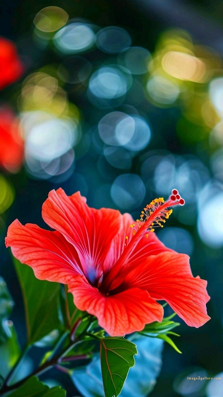 700+ Cute Flower Wallpaper Free Download | Beautiful Flowers Wallpapers for Mobile | 540 hibiscus flower wallpaper aesthetic -(5)