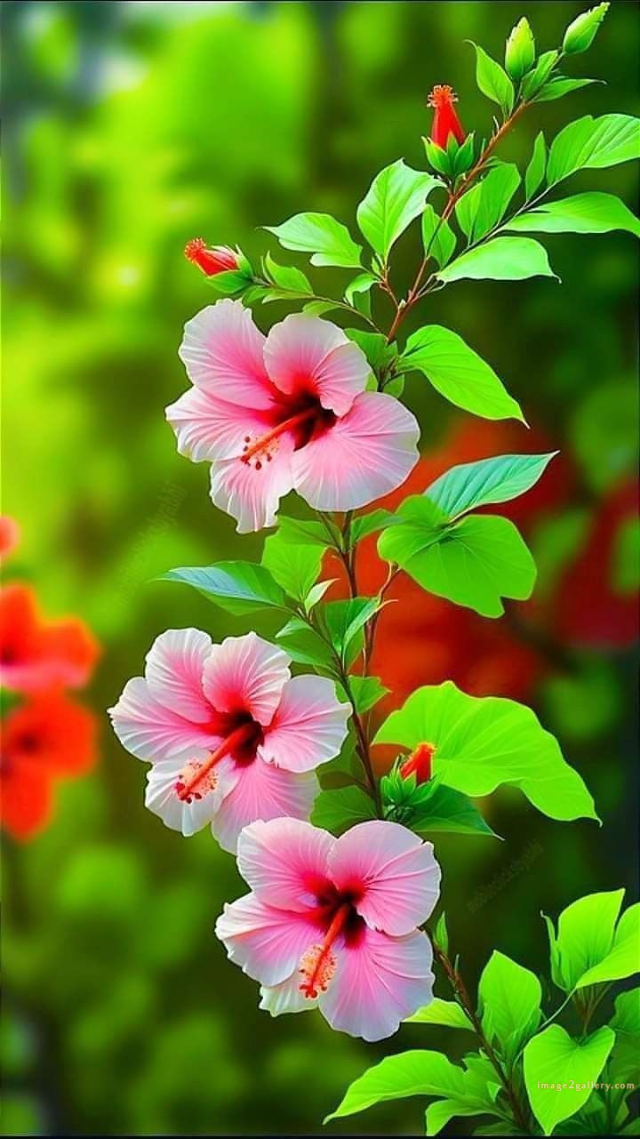 700+ Cute Flower Wallpaper Free Download | Beautiful Flowers Wallpapers for Mobile | 334 hibiscus flower wallpaper hd -(1)