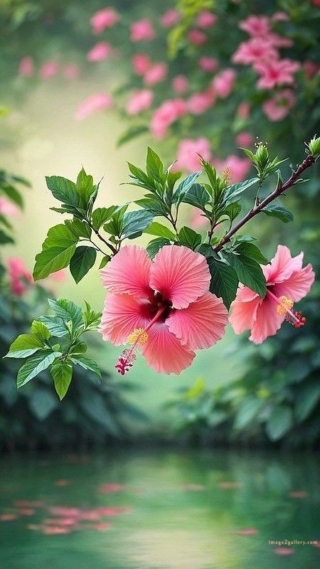 700+ Cute Flower Wallpaper Free Download | Beautiful Flowers Wallpapers for Mobile | 333 hibiscus flower wallpaper hd -(3)