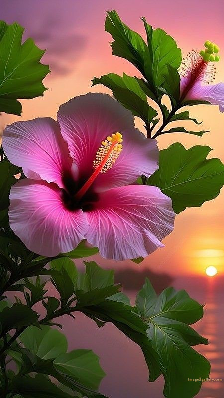 700+ Cute Flower Wallpaper Free Download | Beautiful Flowers Wallpapers for Mobile | 388 hibiscus flower wallpaper hd -(4)