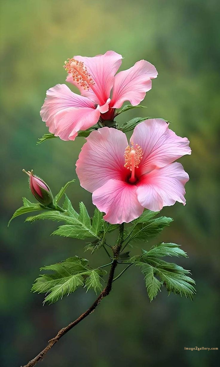 700+ Cute Flower Wallpaper Free Download | Beautiful Flowers Wallpapers for Mobile | 328 hibiscus flower wallpaper hd -(5)
