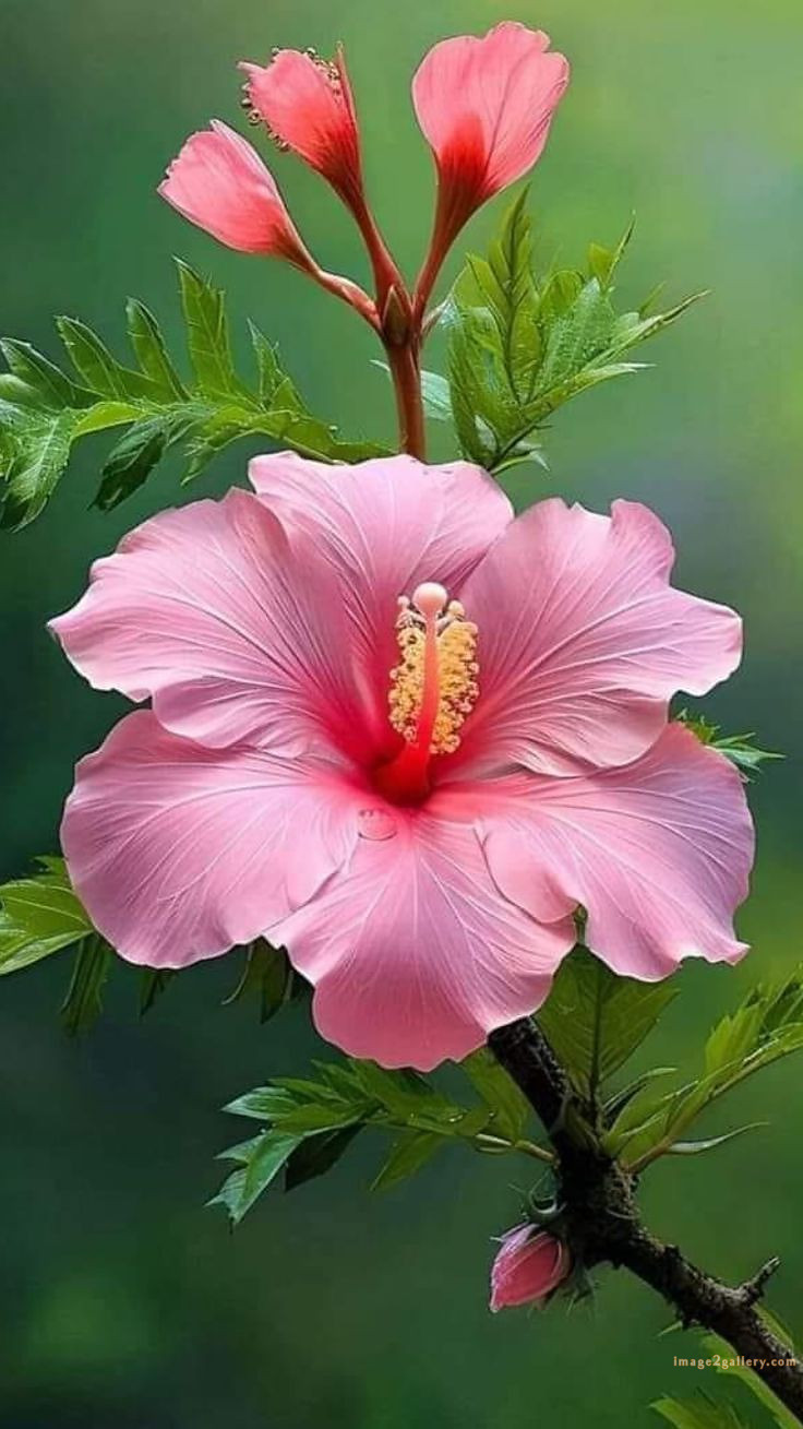 700+ Cute Flower Wallpaper Free Download | Beautiful Flowers Wallpapers for Mobile | 329 hibiscus flower wallpaper hd -(6)