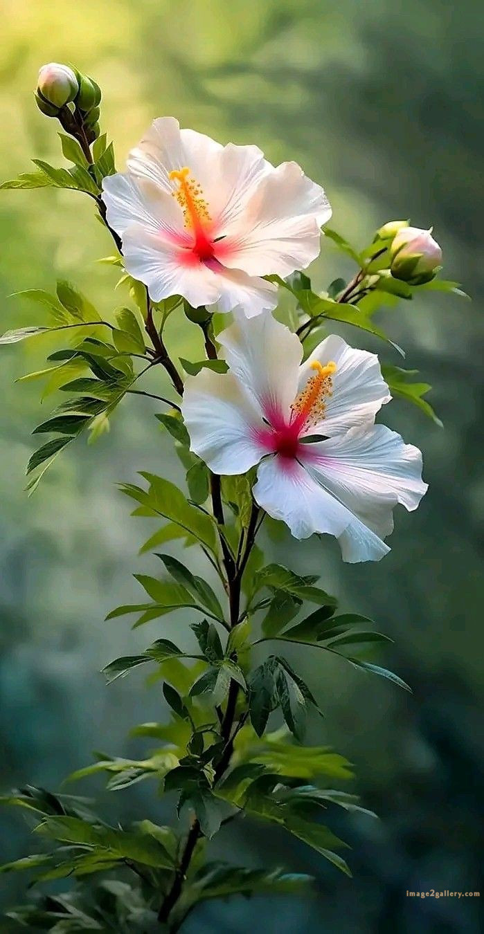 700+ Cute Flower Wallpaper Free Download | Beautiful Flowers Wallpapers for Mobile | 331 hibiscus flower wallpaper hd -(7)