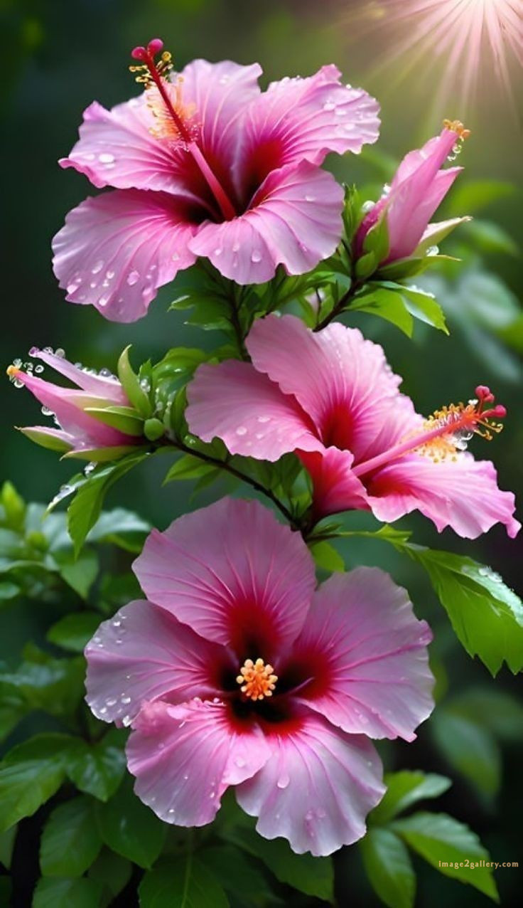 700+ Cute Flower Wallpaper Free Download | Beautiful Flowers Wallpapers for Mobile | 332 hibiscus flower wallpaper hd -(8)