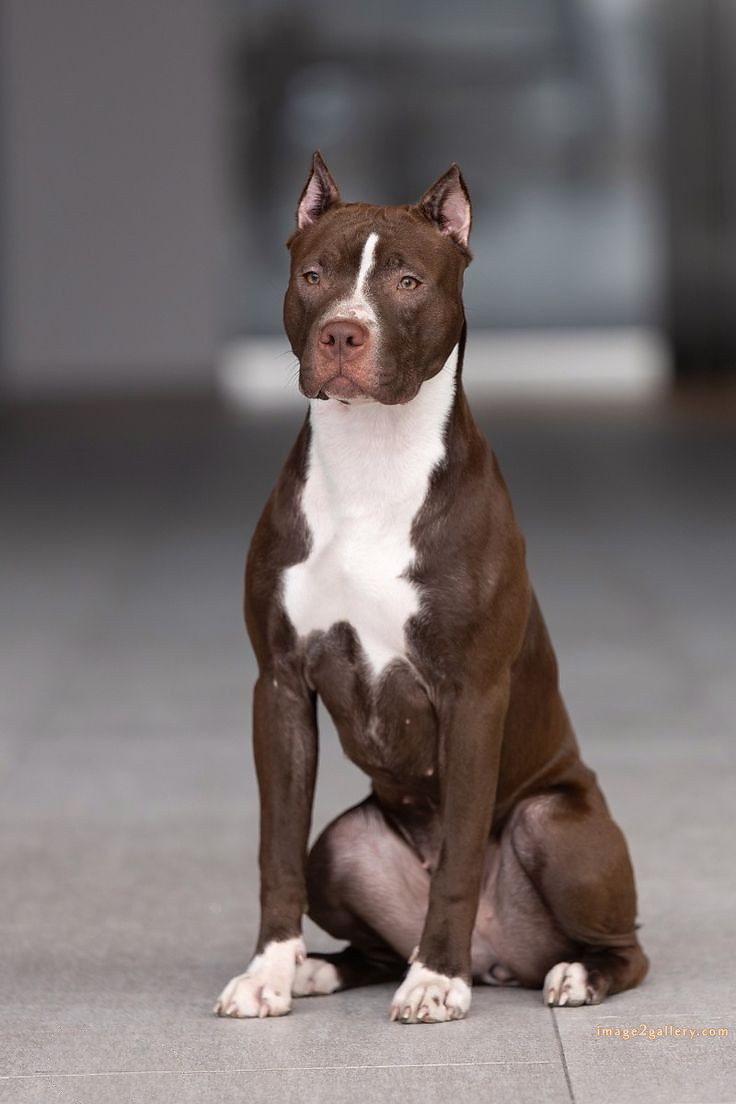 1100+ Dog Images Free Download | Cute Dog Pictures | 100 images of cute dogs -