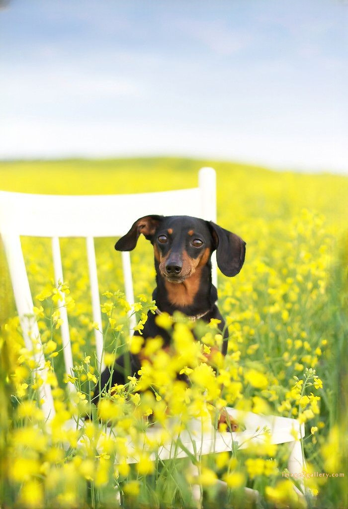 1100+ Dog Images Free Download | Cute Dog Pictures | 27 images of cute dogs -(1)