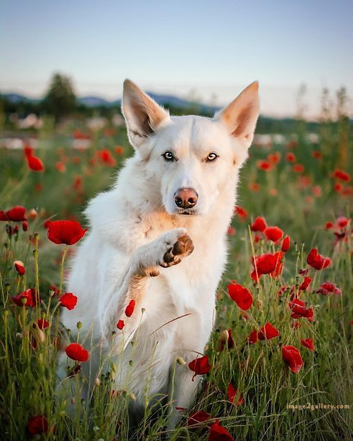 1100+ Dog Images Free Download | Cute Dog Pictures | 28 images of cute dogs -(10)