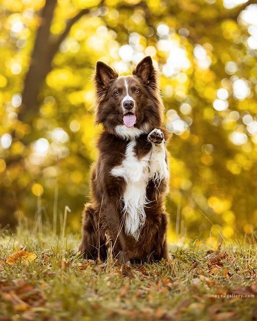 1100+ Dog Images Free Download | Cute Dog Pictures | 29 images of cute dogs -(11)