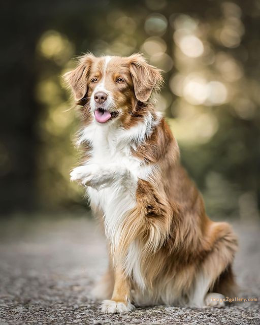 1100+ Dog Images Free Download | Cute Dog Pictures | 174 images of cute dogs -(12)