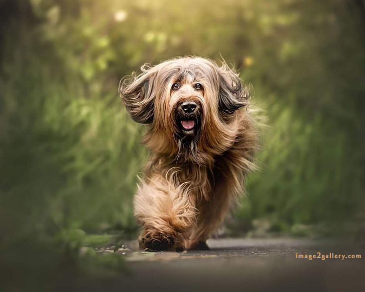 1100+ Dog Images Free Download | Cute Dog Pictures | 97 images of cute dogs -(13)